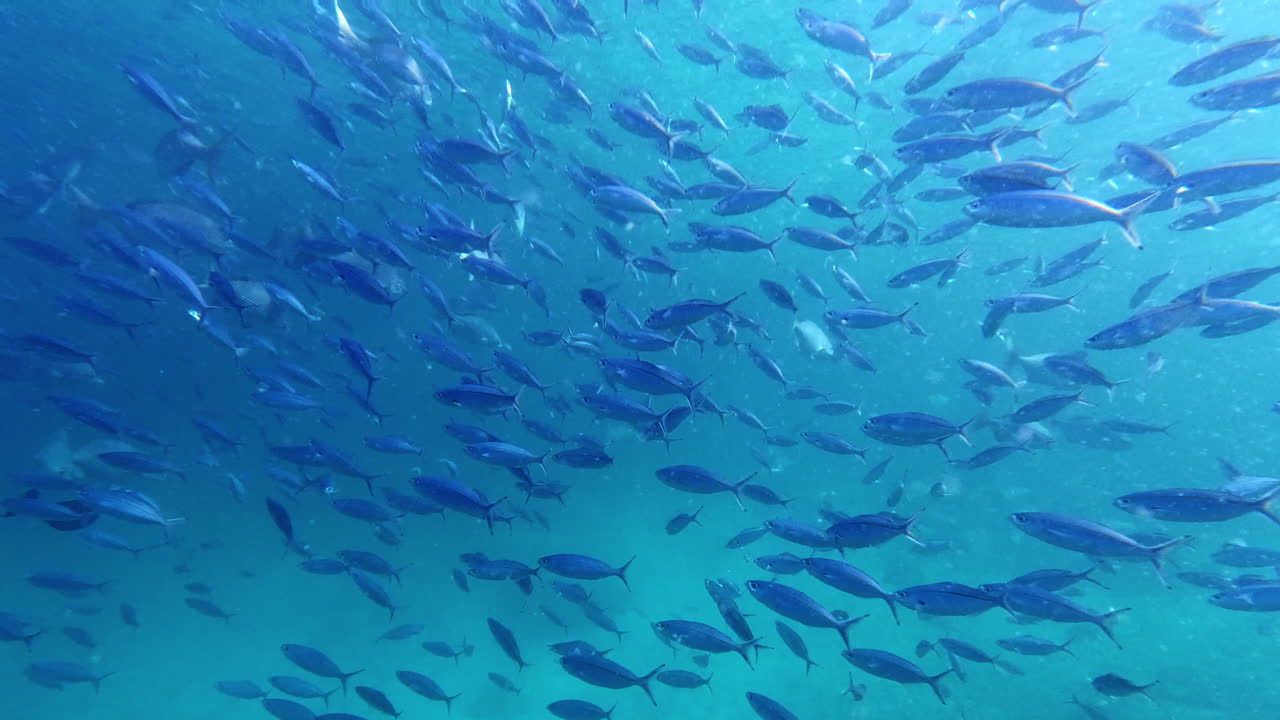 너무 놀랍습니다. 믿기 위해서는 봐야 합니다.