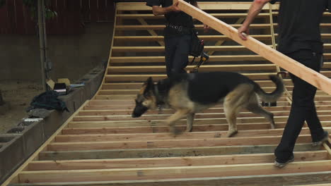 two men carrying wooden plank for diy backyard skateboard ramp, dog passing by