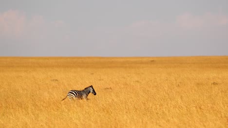 wild zebra running on the savanna of masai mara, kenya - wide shot