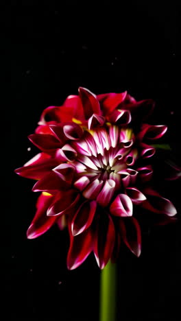 close-up of a dahlia flower