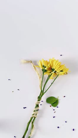 buquê de crisantemo amarelo em fundo branco