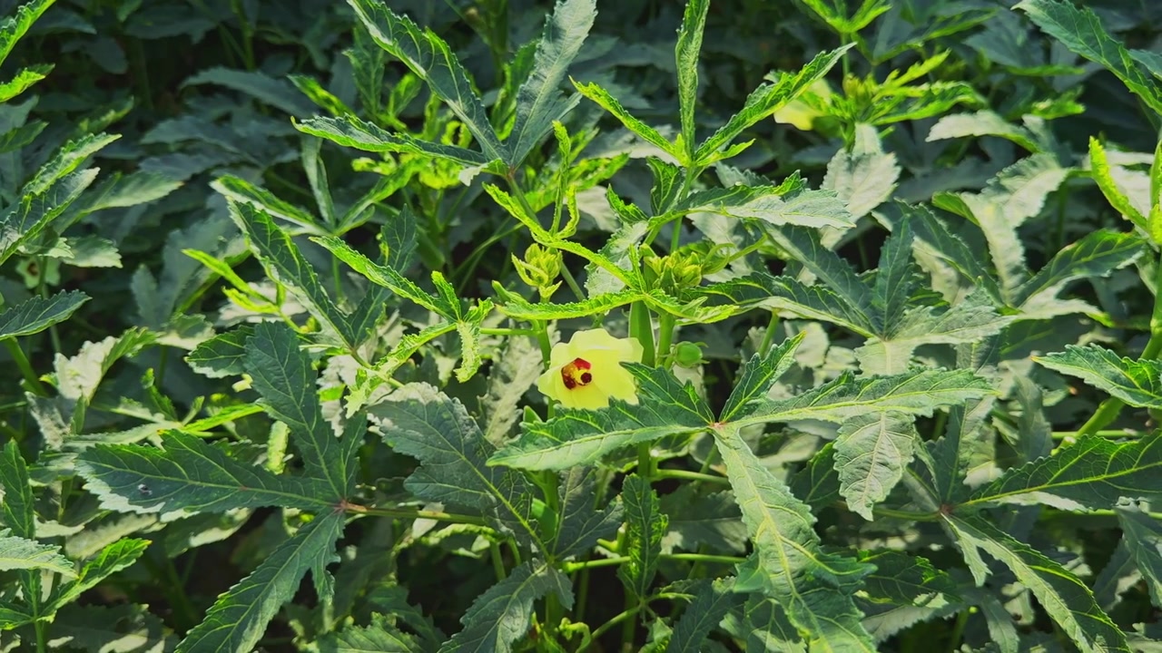 Carrellata ravvicinata fluida di un fiore di okra in fiore circondato da piante verdi lussureggianti che crescono in un campo agricolo coltivato sotto la luce naturale del giorno