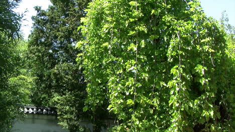 a mulberry tree grows in a japanese garden with a tiled wall in background