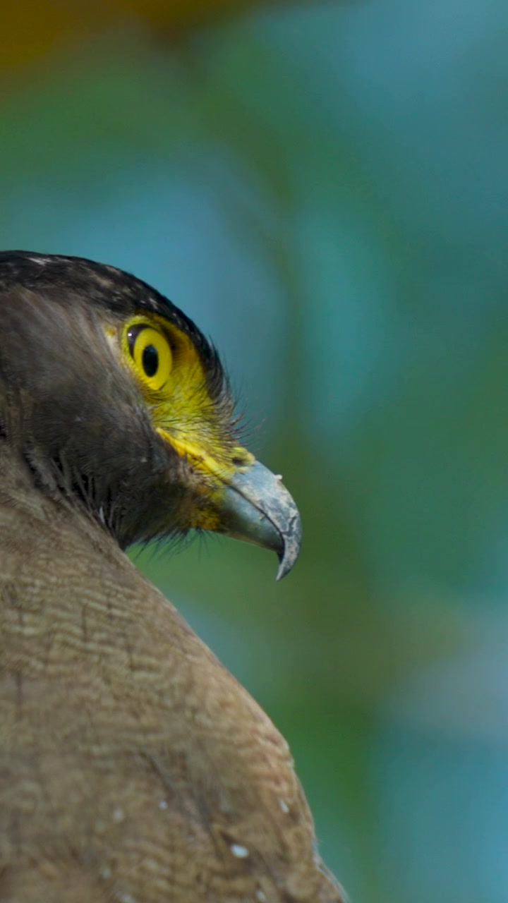 Uno scatto di profilo dettagliato di un'Aquila serpentaria crestata con occhi gialli intensi, che mette in mostra l'autentica fauna selvatica dell'India. Adatto per documentari sulla natura e temi di sostenibilità.