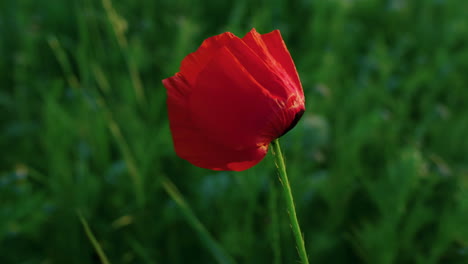 una sola flor de amapola roja balanceándose con el viento. belleza naturaleza fondo soledad