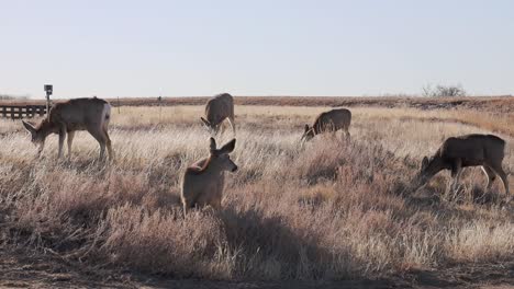 Una-Manada-De-Ciervos-Bura-Alimentándose-Al-Amanecer,-Filmada-En-El-Arsenal-De-Las-Montañas-Rocosas,-Colorado,-Ee.uu.