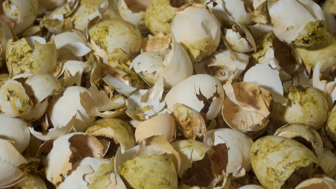 인큐베이터에서 계란 질