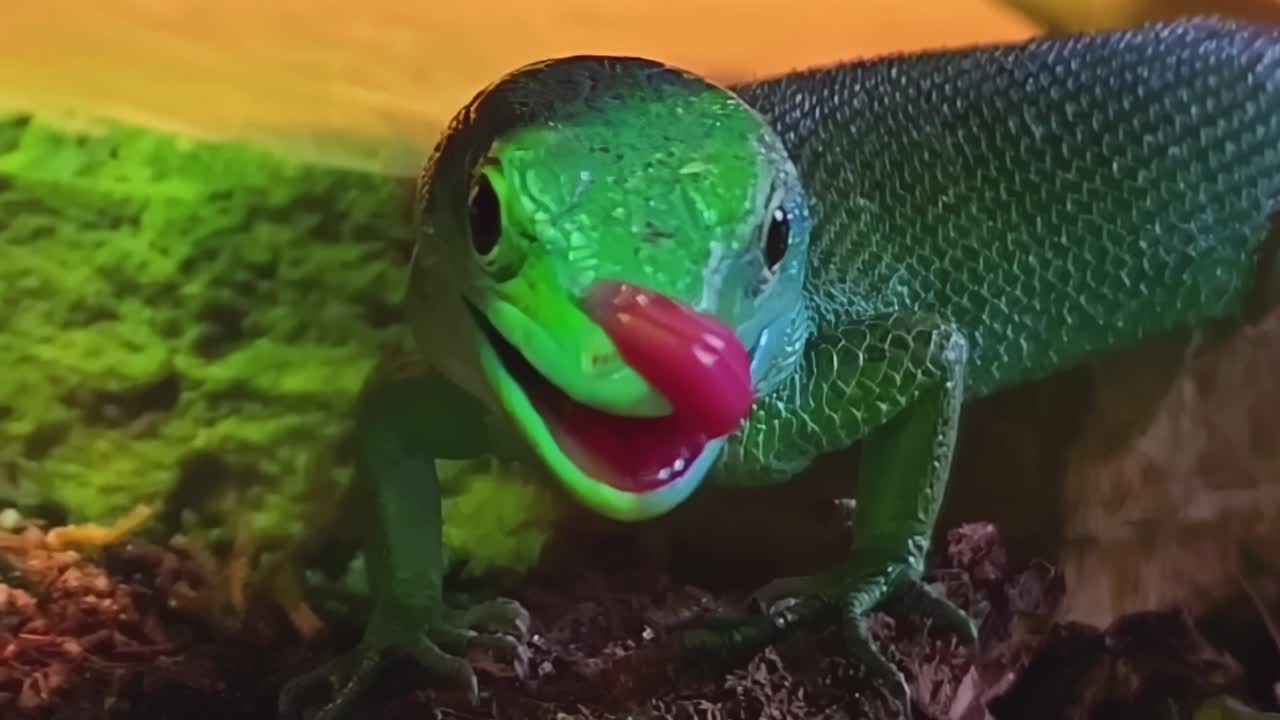 Green Keel Belly Lizard licking after a meal