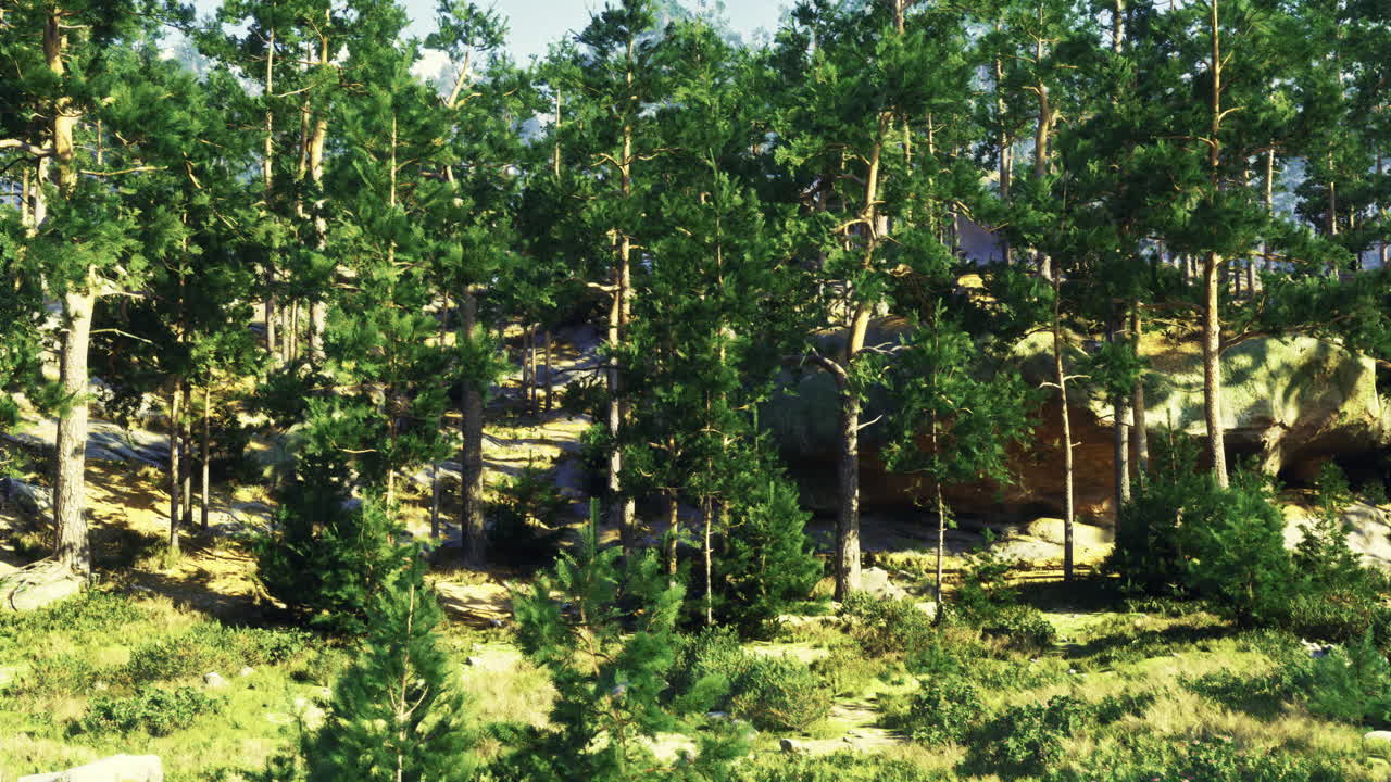 Forest landscape with lush trees and rocky formations in sunlight