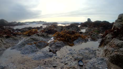 Tidepools-in-Pacific-Grove,-Monterey,-California-.-4K