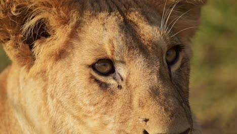 slow motion of lion, lioness female african wildlife safari animal in africa, maasai mara national reserve in kenya, portrait close up detail of face and eyes looking alert in beautiful masai mara