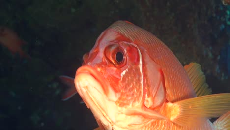 squirrelfish 슈퍼 가까이 동굴에서