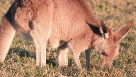 a kangaroo joey feeds on grass in a sunlit field at sunset, captured in close-up with warm, natural lighting and steady camera movement