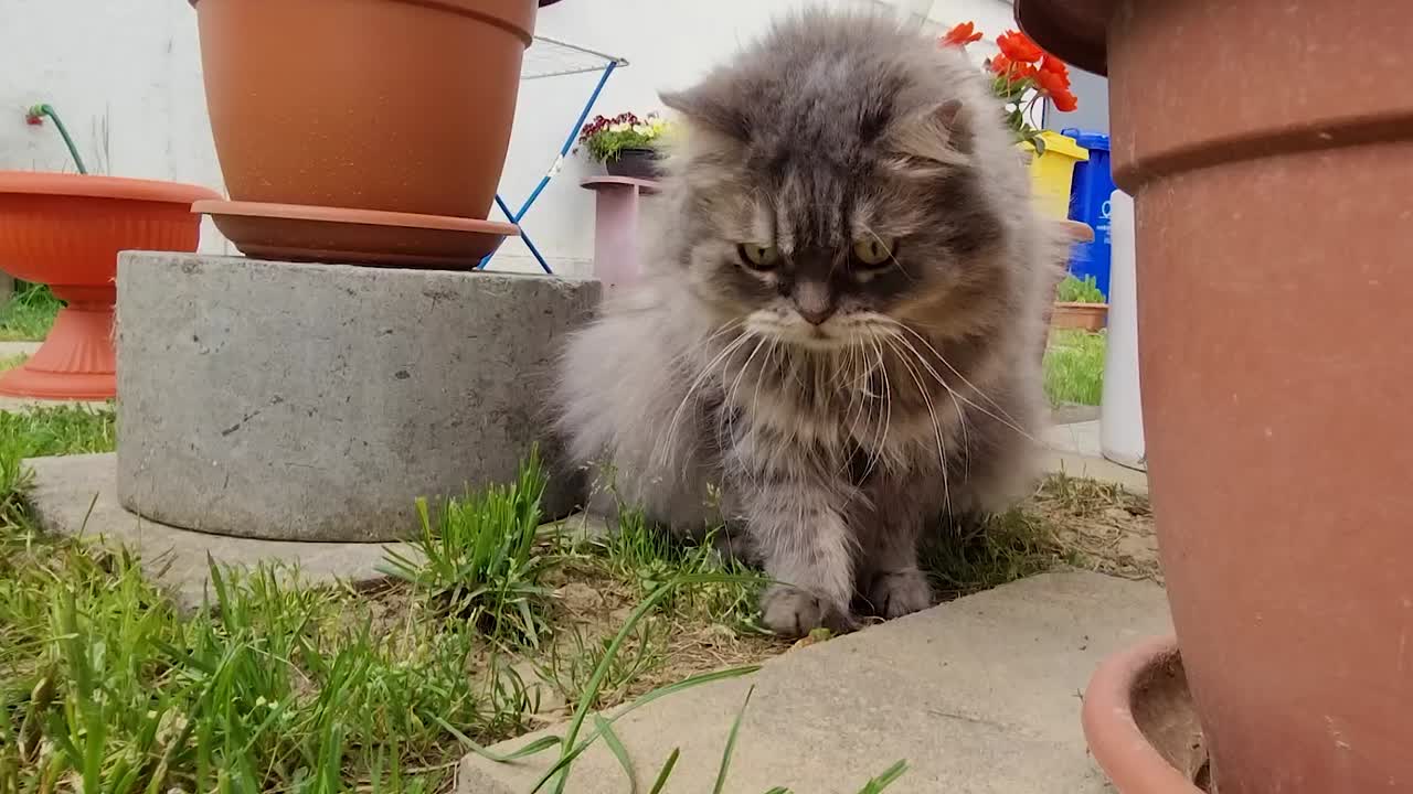 아름다운 장난기 많은 페르시아 회색 고양이, 귀여운 푹신한 고양이 머리, 고양이는 장난감을 위해 점프합니다