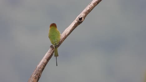 Comedor-De-Abejas-En-El-árbol-Esperando-Orar-Uhd-Mp4-4k-Video-..