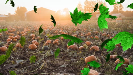 animación de las hojas de otoño que caen sobre el campo de calabazas