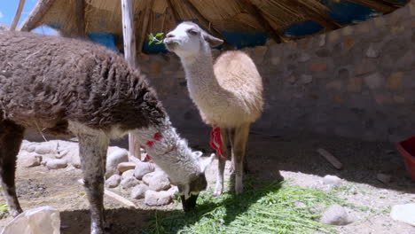 two domesticated llamas eating alfalfa in a small pen