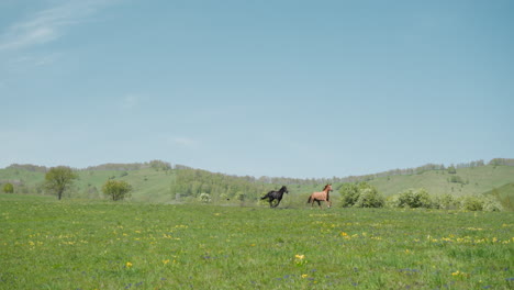 Das-Schwarze-Pferd-Verfolgt-Den-Sauerampfer,-Der-über-Ein-Grenzenloses-Feld-Rennt