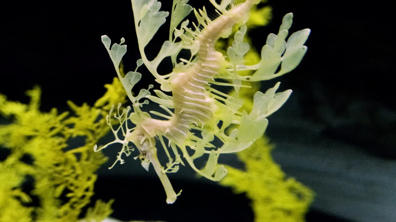 수족관 내부에서 수영하는 잎이 많은 해룡, 포르투갈의 oceanario de lisboa