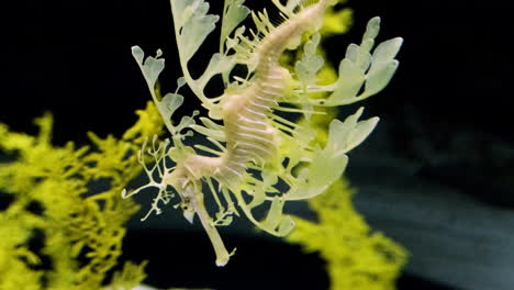 Dragón-De-Mar-Frondoso-Nadando-Dentro-Del-Acuario,-Oceanario-De-Lisboa-En-Portugal