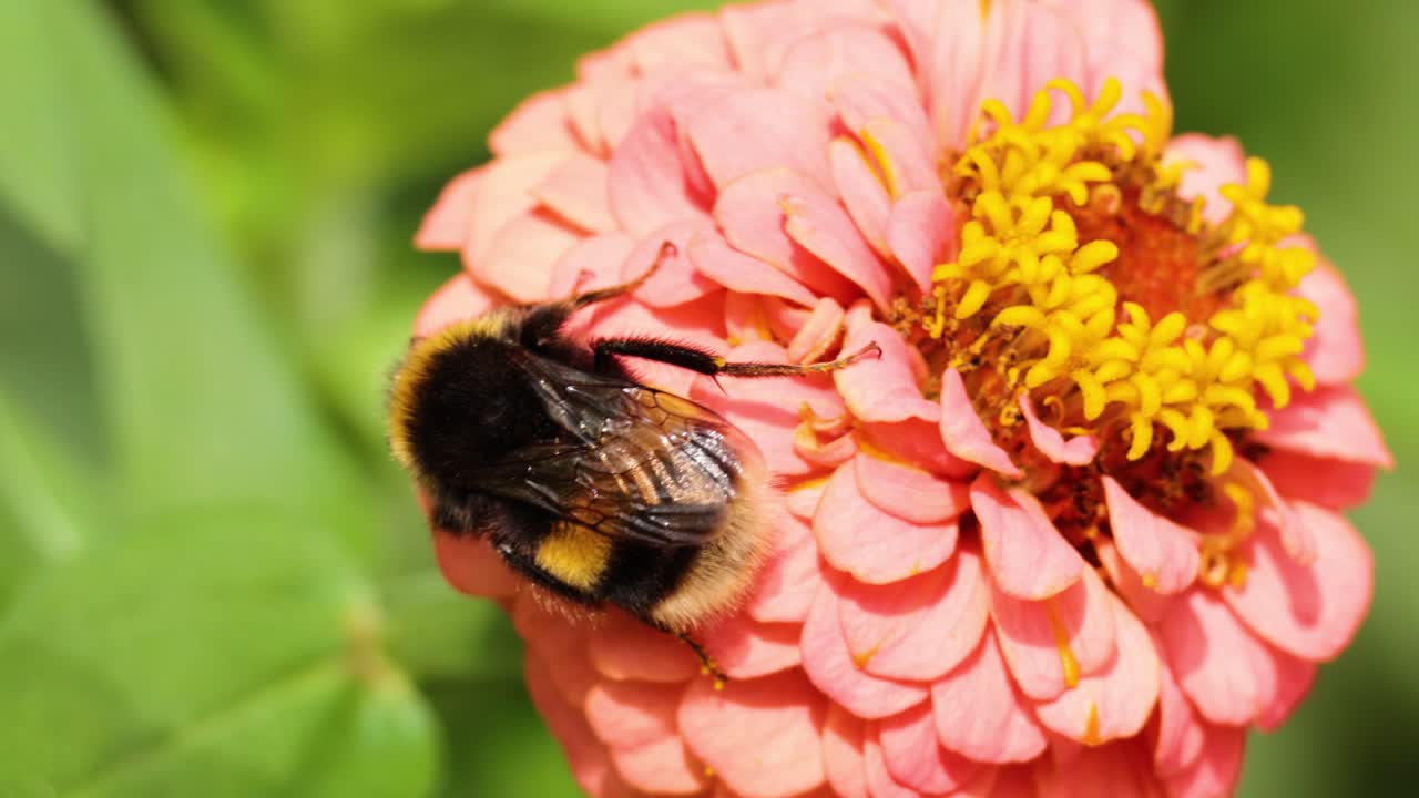 el abejorro polinizando una flor de zinnia rosada vibrante