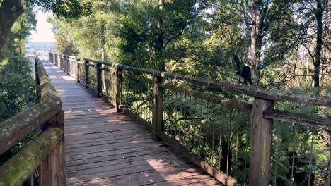 a steady camera glides forward on a wooden bridge surrounded by dense green forest, bright daylight filtering through the trees, revealing distant mountain views