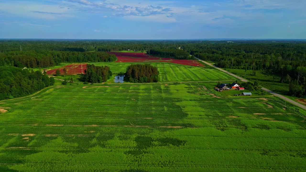Tidligt vækststadie af rapsafgrøder set fra luften