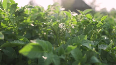 Rows-of-white-flowering-potatoes-sway-in-the-wind-and-hot-summer