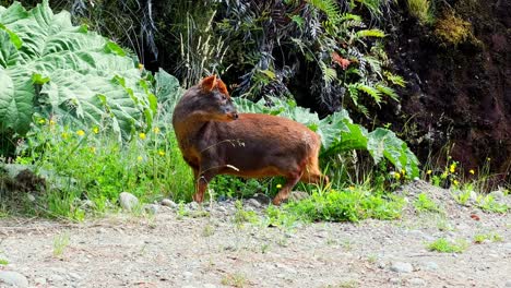 Adorable-Southern-Pudu-grazing-in-forested-area-from-Tepuhueico-Park,-Chile