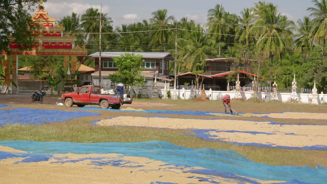 배경, 태국, 정적 샷에 야자수가 있는 탁 트인 들판에 밀알을 뿌리고 말리는 농부