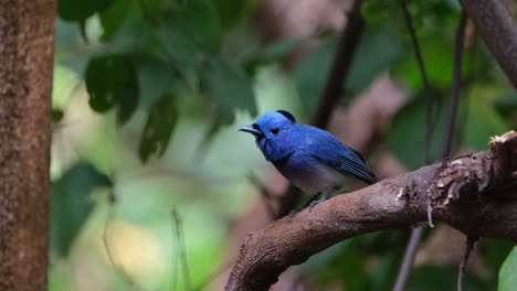 mirando a su alrededor mientras chirría y agitaba la cola mientras la cámara se alejaba, monarca de hocico negro o mosquero azul de hocico negra hypothymis azurea, macho, tailandia