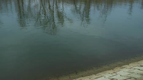 hermoso video panorámico de 4k del río con bosque al fondo