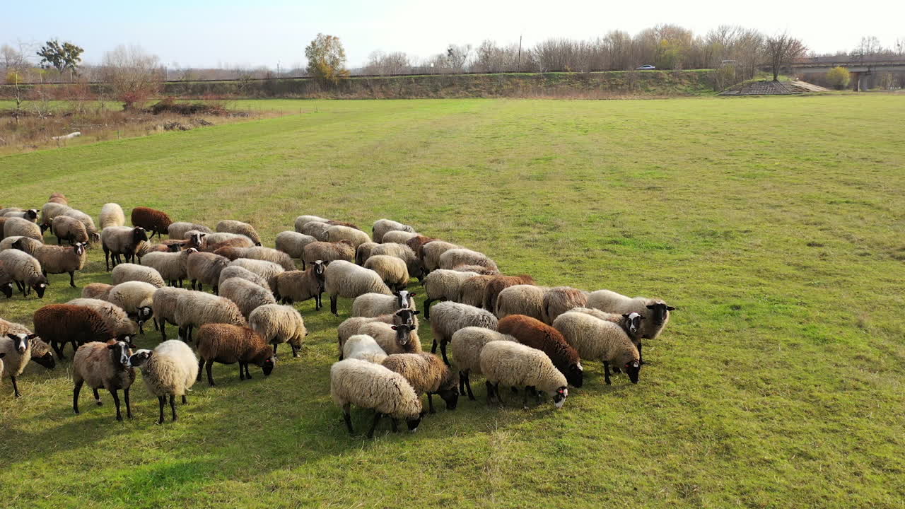 Beautiful sheep in pasture. White and brown sheep grazing on field in the countryside. Herd of domestic animals eating grass outdoors.