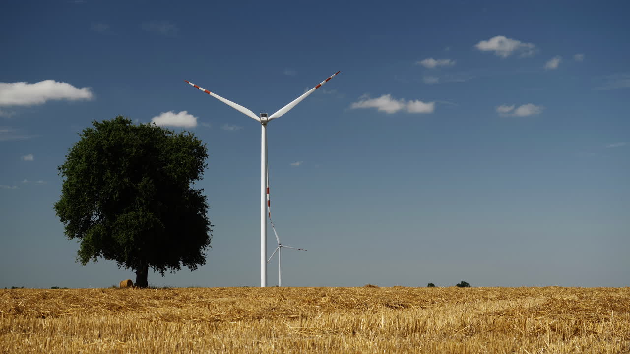 Lonely tree and windmills spinning, blue sky on hay field