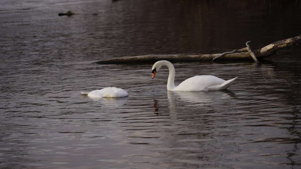 slow motion shot of swan checking out dead floating swan in pond on a cold winter day