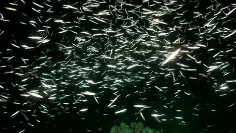 many small silver fish swimming over coral reef at night