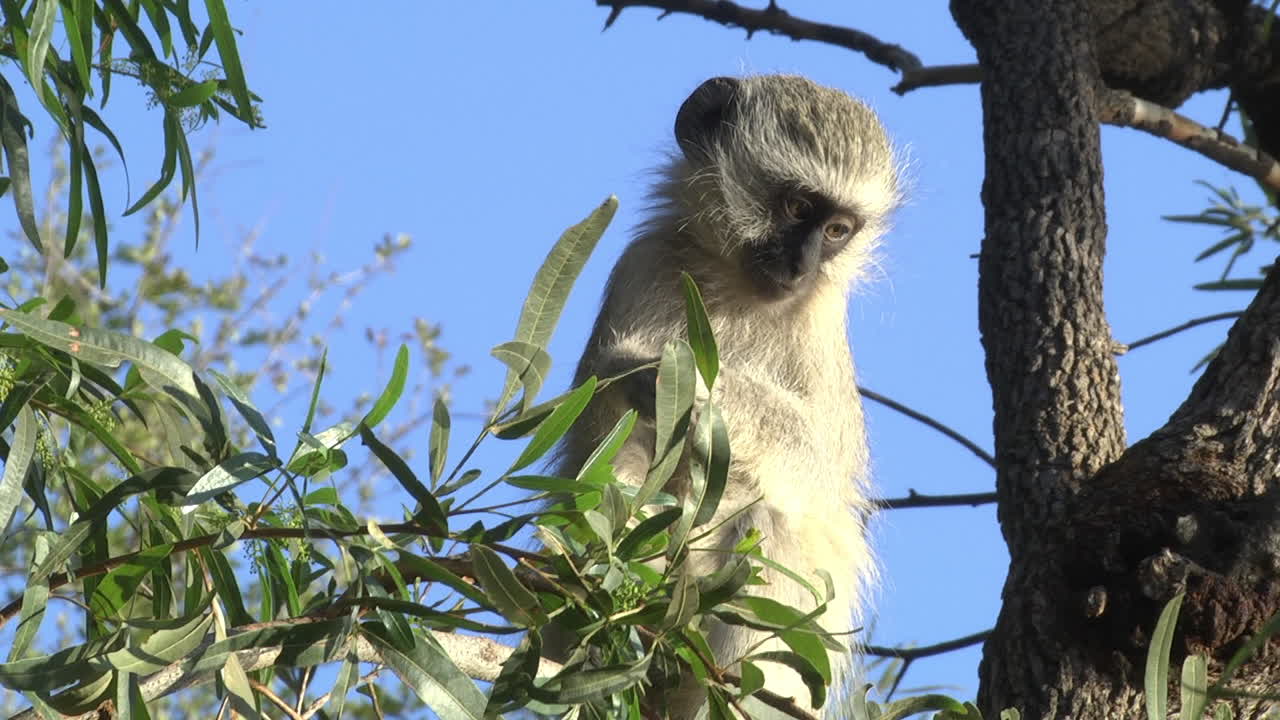 Macaque cub sitting on tree branch and eating, cute monkey in nature, South Africa, Lesotho