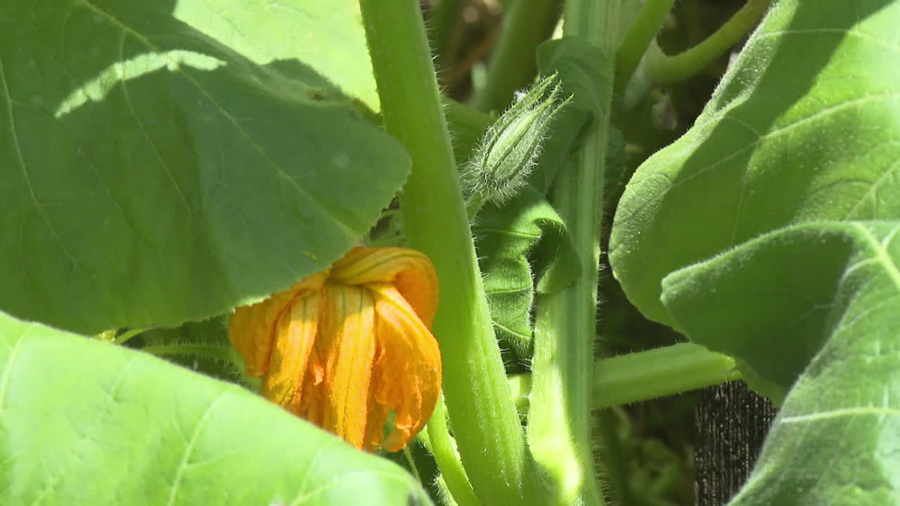 Pumpkin Plant with Flower