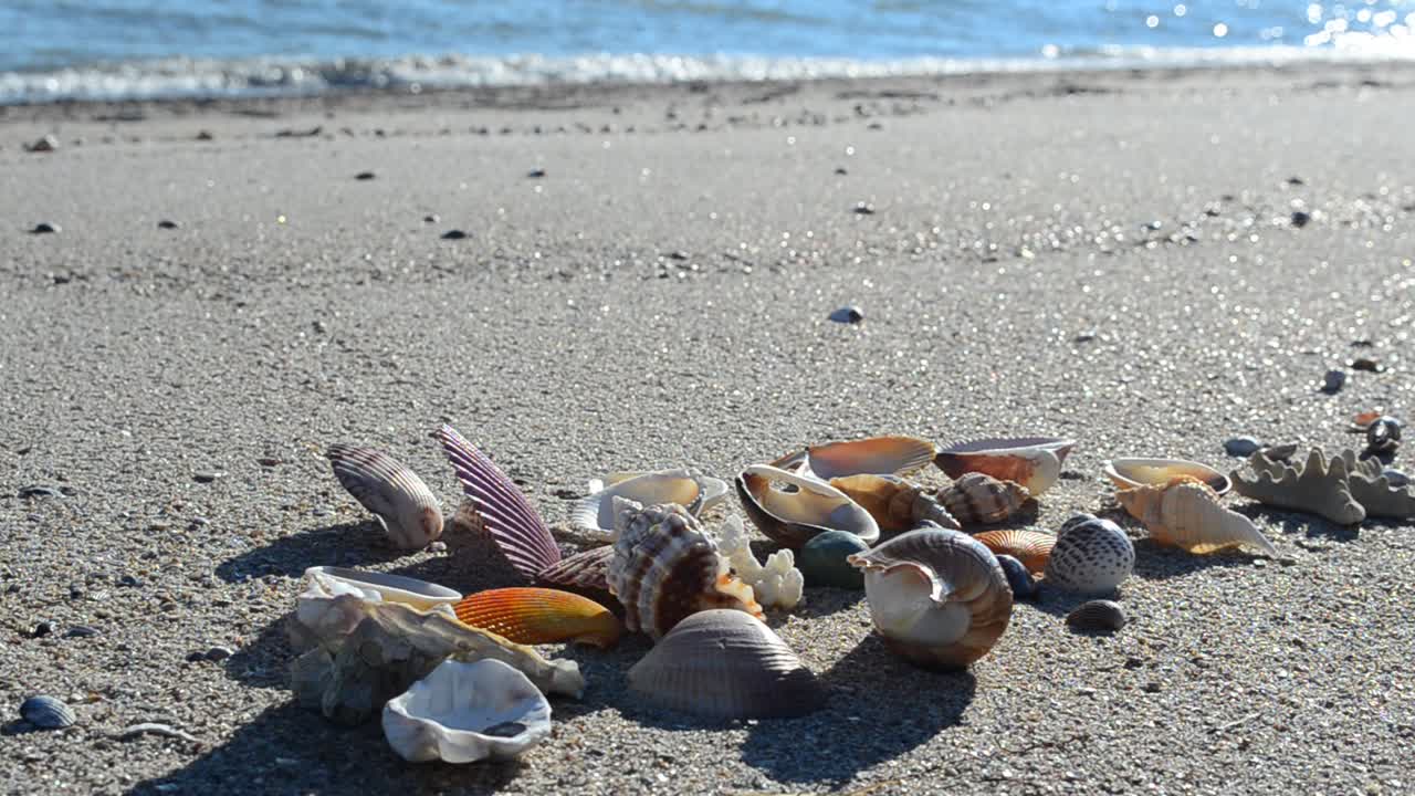 Cockleshells on sand against the background of waves. Shooting on the beach