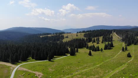 sheep grazing by forest trails in rogla slovenia during springtime season in the julian alps, aerial flyover shot