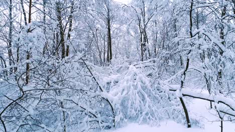 Snowy-branches-in-forest.-Winter-fairy-background