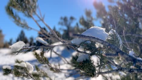 Nahaufnahme-Von-Schnee-Und-Eis,-Die-Auf-Einem-Ast-In-Einer-Naturlandschaft-Sitzen