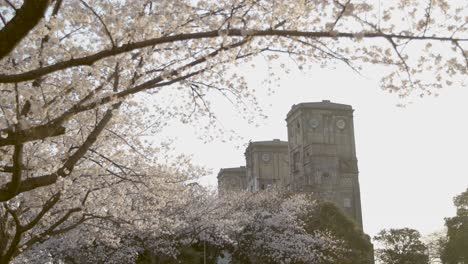 Best-Cherry-blossom-in-Yokohama