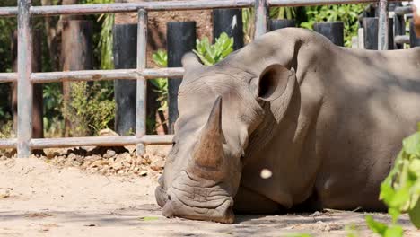 a rhinoceros peacefully resting in its enclosure
