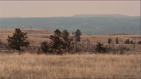 Grouse-Are-Seen-In-The-Prairie