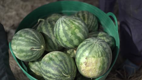 a man picking watermelon in a basket.