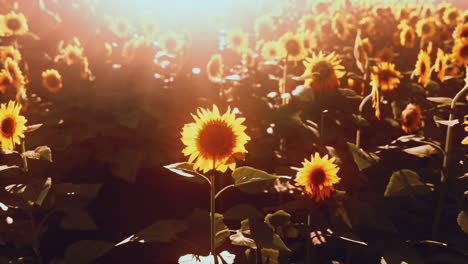 Viele-Leuchtend-Gelbe-Große-Sonnenblumen-Auf-Plantagenfeldern-Bei-Sonnenuntergang-Am-Abend