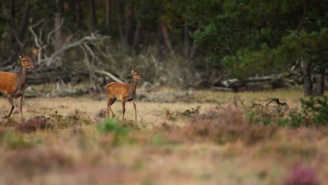 female does run across open grasslands into forest, trees and grassland in foreground