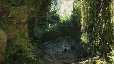 a lush green jungle path with a fallen tree