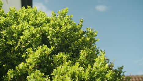 medium close up shot of a boxwood bush growing in a garden